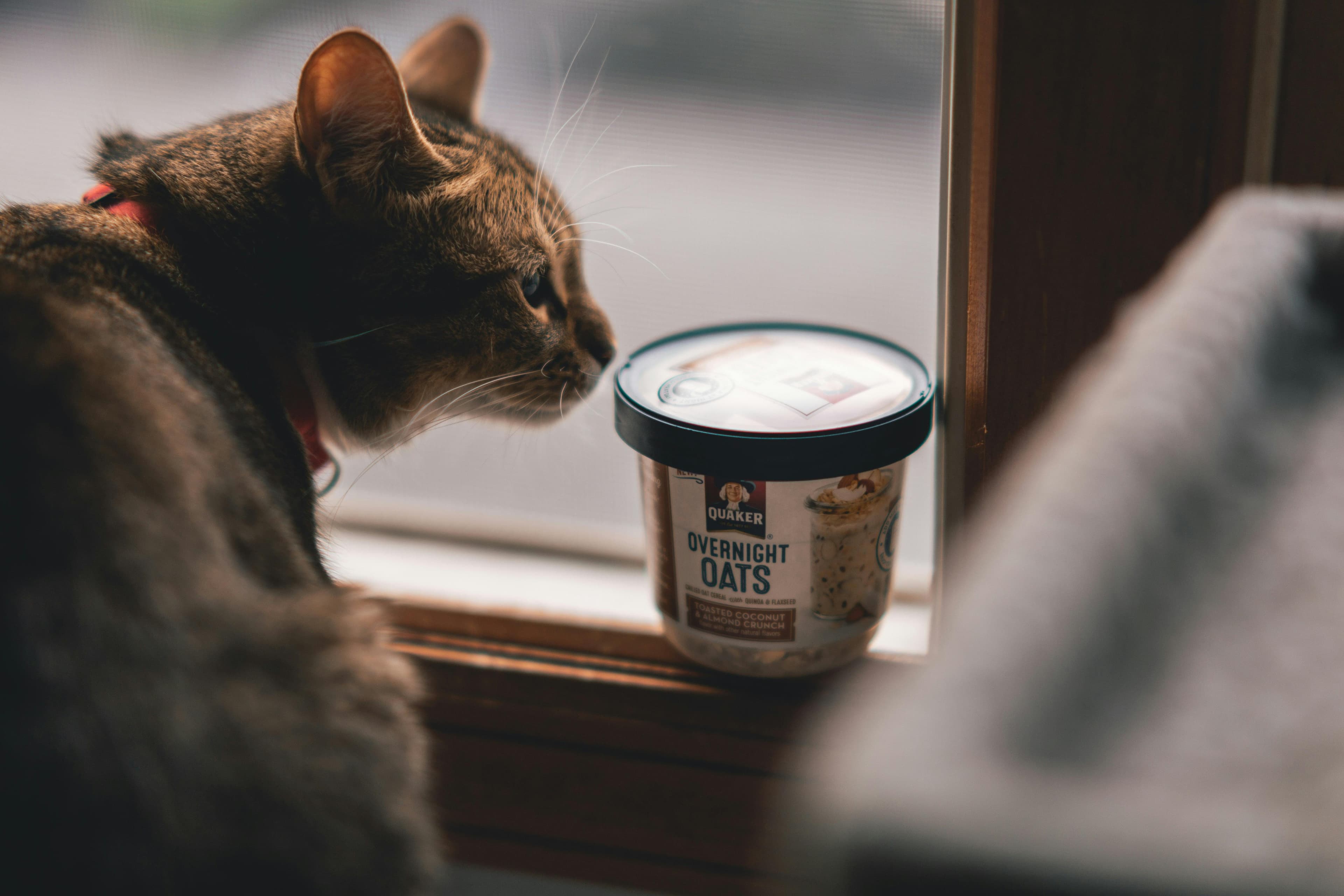 Treat Time: The Ultimate Guide to Choosing and Using Cat Treats